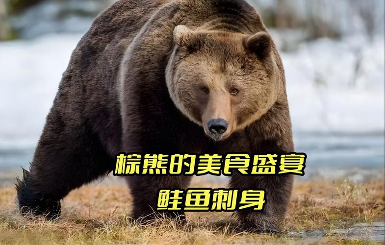 今日科普一下！阿拉斯加的棕熊,百科词条爱好_2024最新更新